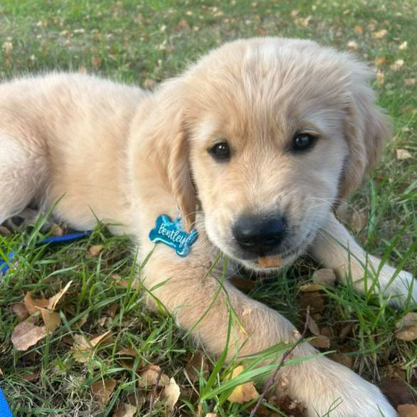 Puppy lying on grass with a blue tag on its collar