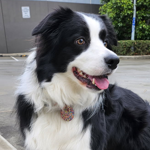 Black and white dog on a leash standing on a sidewalk with trees in the background