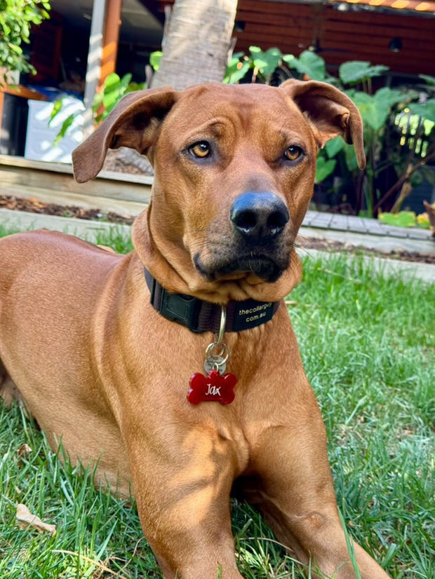 Brown dog with a red collar tag sitting on grass