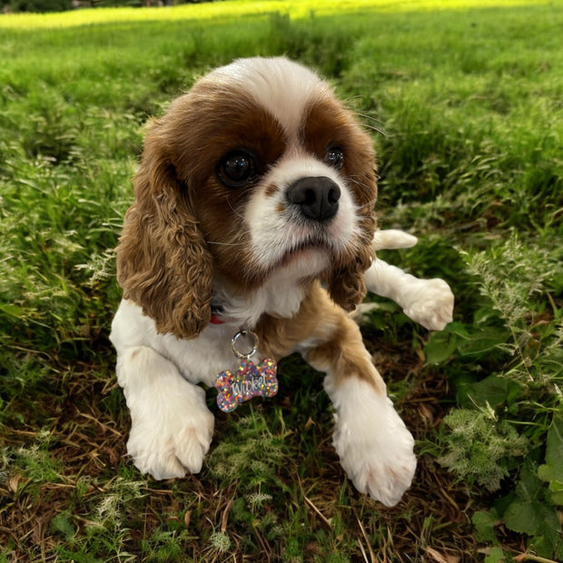 Dog with a colorful tag sitting on grass