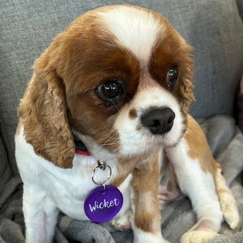 What Features Should You Include on a Dog Tag?