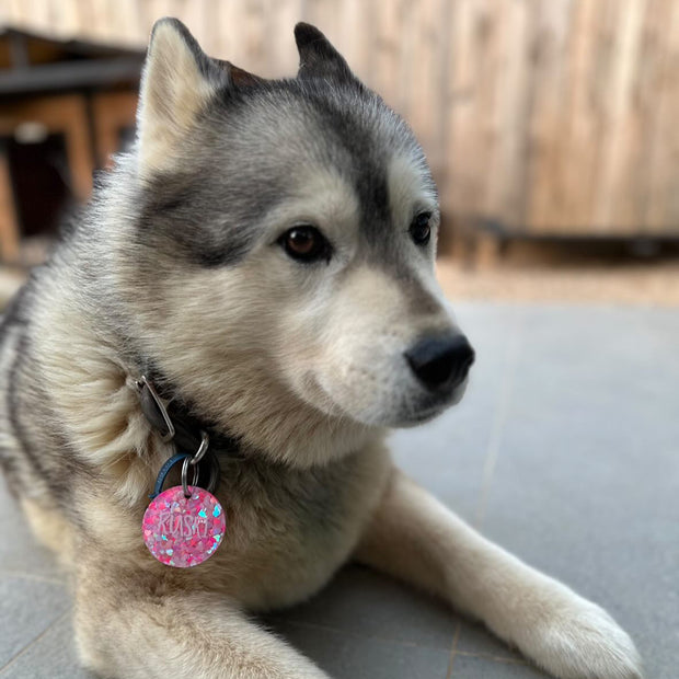 Dog with a pink tag lying on a concrete surface