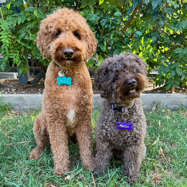 <h2>Archie & Marlee</h2>