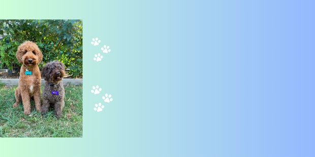 <h1>Spring is here!</h1>