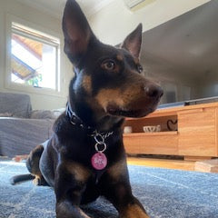 Dog standing on a carpeted floor with a collar and tag.